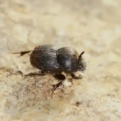 Foto von  (Onthophagus furcatus)
