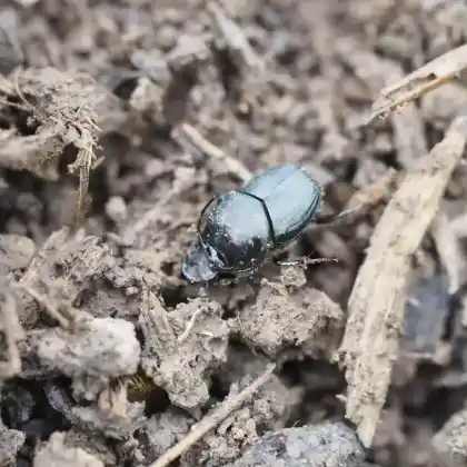Foto von  (Onthophagus illyricus)