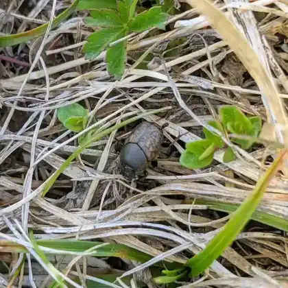 Foto von  (Onthophagus medius)