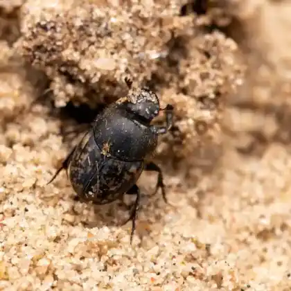 Foto von  (Onthophagus nuchicornis)