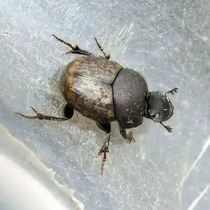 Foto von  (Onthophagus similis)