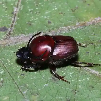 Foto von Stierkotfresser (Onthophagus taurus)