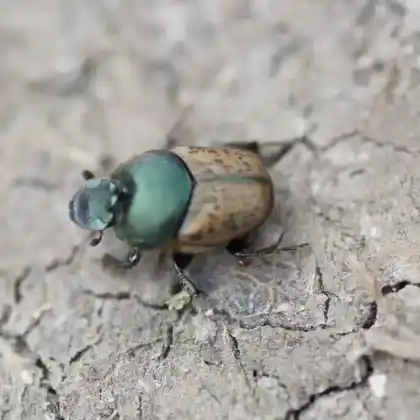 Foto von  (Onthophagus vacca)
