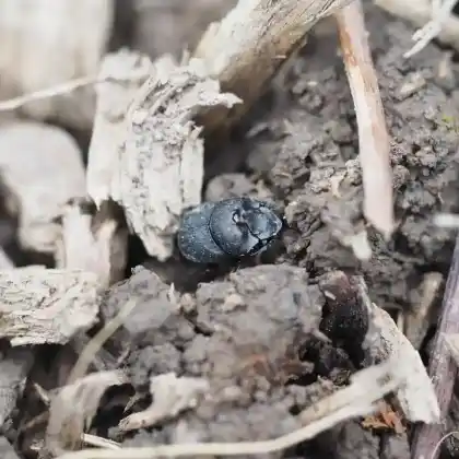 Foto von  (Onthophagus verticicornis)
