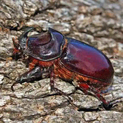 Foto von Nashornkäfer (Oryctes nasicornis)