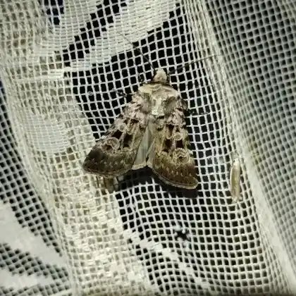 Foto von Labkrautfelsflur-Erdeule (Chersotis multangula)