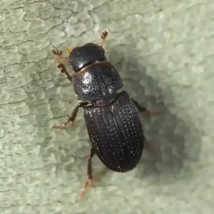 Foto von  (Oxyomus sylvestris)