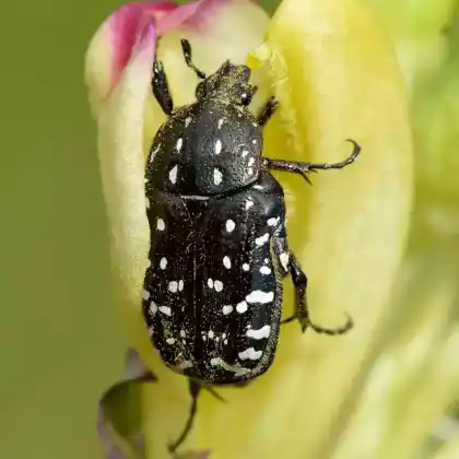 Foto von Trauer-Rosenkäfer (Oxythyrea funesta)
