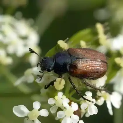 Foto von Gartenlaubkäfer (Phyllopertha horticola)