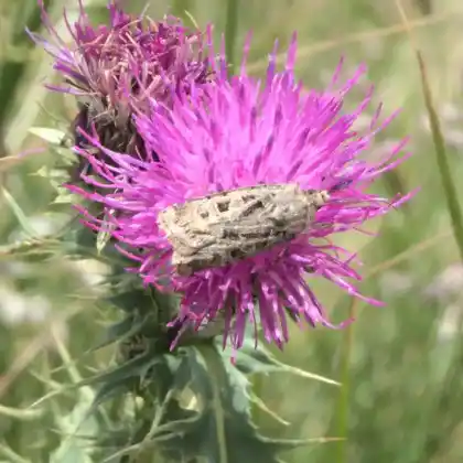 Foto von Alpenmatten-Miereneule (Chersotis ocellina)