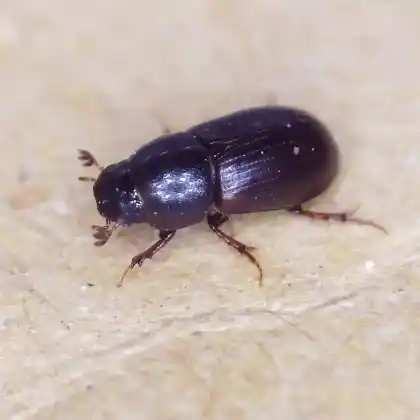 Foto von  (Planolinoides borealis)
