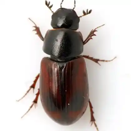 Foto von  (Planolinus fasciatus)