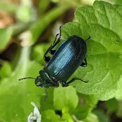 Foto von Großer Rehschröter (Platycerus caprea)