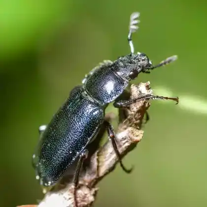 Foto von Kleiner Rehschröter (Platycerus caraboides)