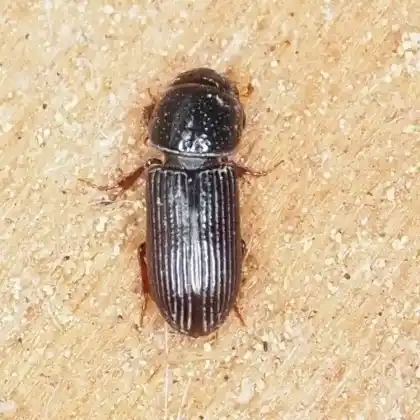 Foto von  (Pleurophorus caesus)
