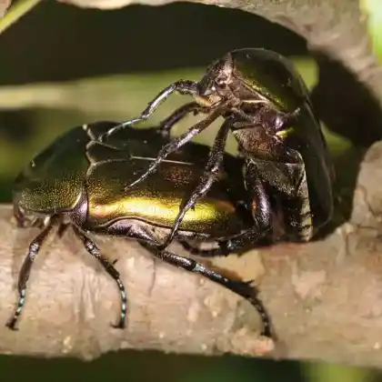 Foto von Variabler Goldkäfer (Protaetia cuprea)