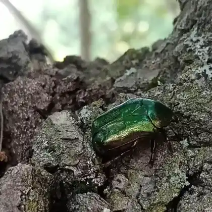 Foto von  (Protaetia fieberi)