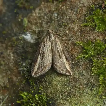 Foto von Besenginster-Silberstreifenspanner (Chesias legatella)