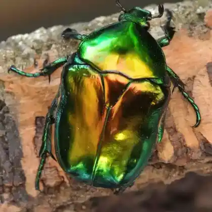 Foto von Großer Goldkäfer (Protaetia speciosissima)
