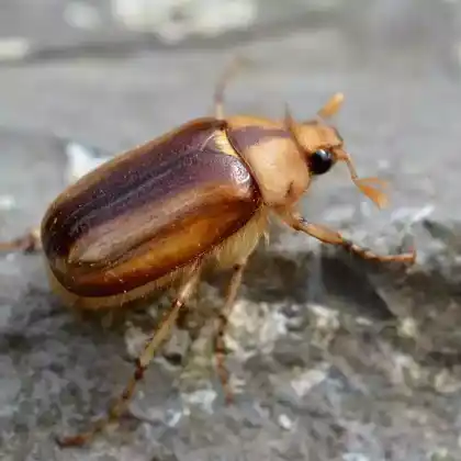 Foto von Gelbbrauner Brachkäfer (Rhizotrogus aestivus)