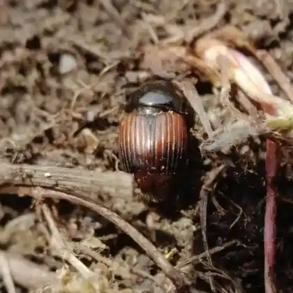 Foto von  (Rhodaphodius foetens)