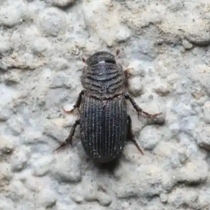Foto von  (Rhyssemus germanus)
