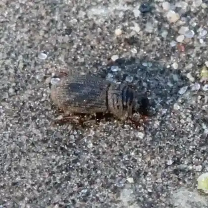 Foto von  (Rhyssemus puncticollis)