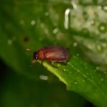 Foto von Gelbbrauner Laubkäfer (Serica brunnea)