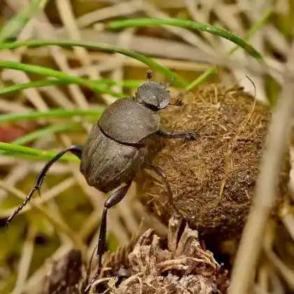 Foto von Langbeiniger Pillendreher (Sisyphus schaefferi)