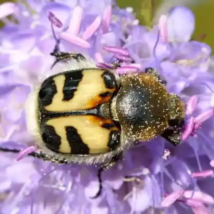 Foto von Gebändeter Pinselkäfer (Trichius fasciatus)