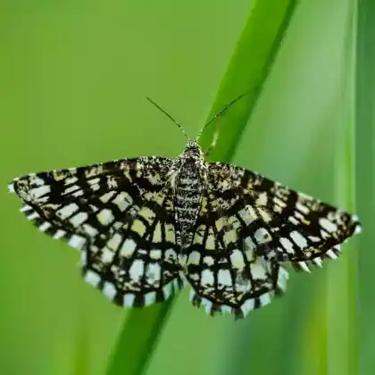 Foto von Klee-Eckflügelspanner (Chiasmia clathrata)