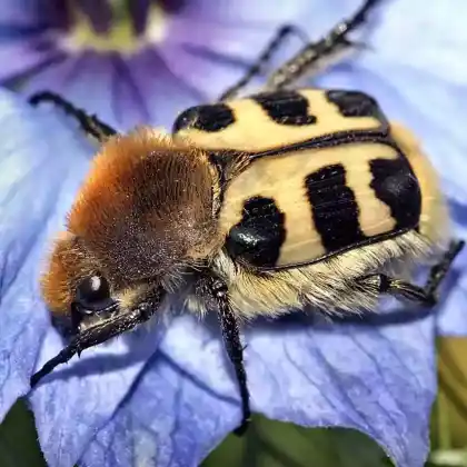 Foto von Glattschieniger Pinselkäfer (Trichius gallicus)