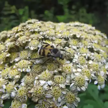 Foto von Südöstlicher Pinselkäfer (Trichius sexualis)