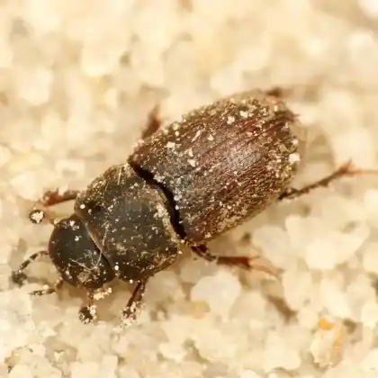 Foto von  (Trichonotulus scrofa)