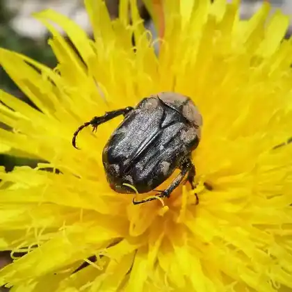 Foto von Zottiger Rosenkäfer (Tropinota hirta)