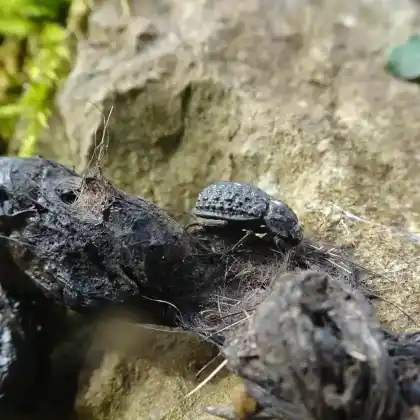 Foto von  (Trox perlatus)