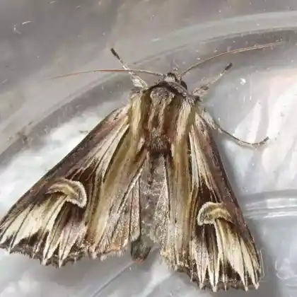 Foto von Johanniskrauteule (Actinotia polyodon)