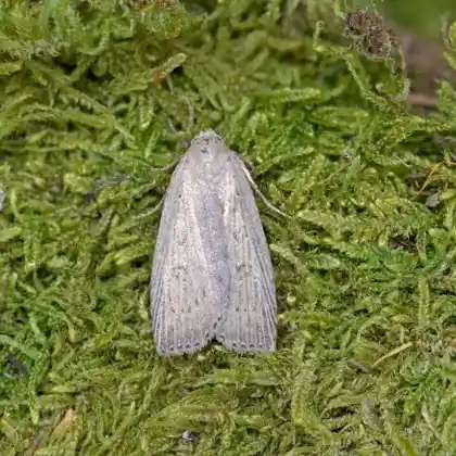 Foto von Schmalflügelige Schilfeule (Chilodes maritima)