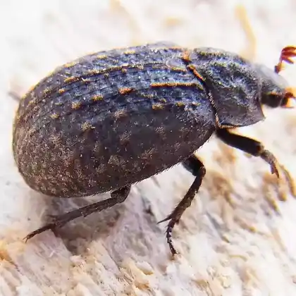 Foto von Breitstreifiger Erdkäfer (Trox sabulosus)