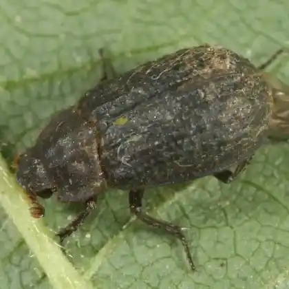 Foto von Rauer Erdkäfer (Trox scaber)
