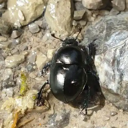 Foto von  (Trypocopris alpinus)