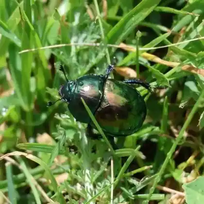 Foto von  (Trypocopris pyrenaeus)
