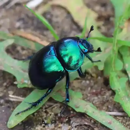 Foto von Frühlingsmistkäfer (Trypocopris vernalis)