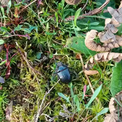 Foto von Stierkäfer (Typhaeus typhoeus)