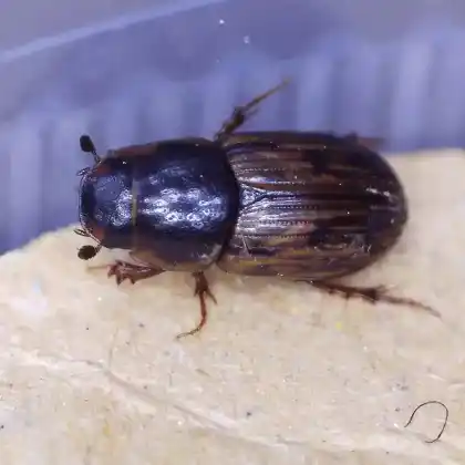 Foto von  (Volinus sticticus)