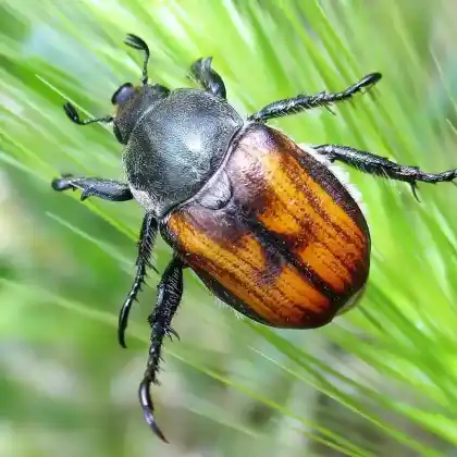 Foto von  (Anisoplia agricola)