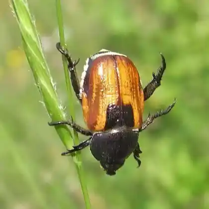 Foto von  (Anisoplia austriaca)