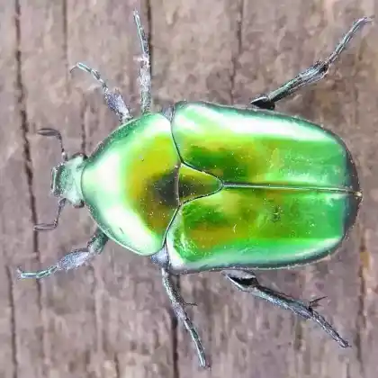Foto von Ähnlicher Rosenkäfer (Protaetia affinis)