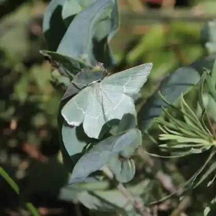 Foto von Lauchgrüner Waldheidenspanner (Chlorissa cloraria)