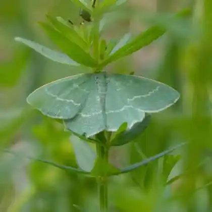 Foto von Grüner Moorheidenspanner (Chlorissa viridata)
